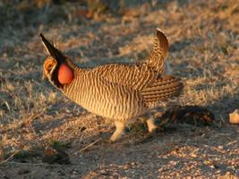 Feds Push Anti-Oil Environmentalist Agenda Over Prairie Chicken